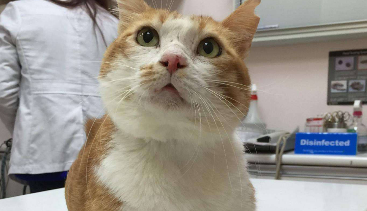 有人用近七成收入养猫! 有人用近七成收入养猫!