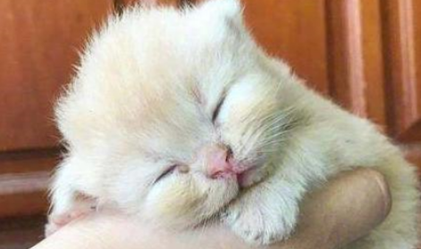 小橘猫在主人的手里睡着了,画面萌到失控,网友:这橘猫好小啊 小橘猫在主人的手里睡着了,画面萌到失控,网友:这橘猫好小啊