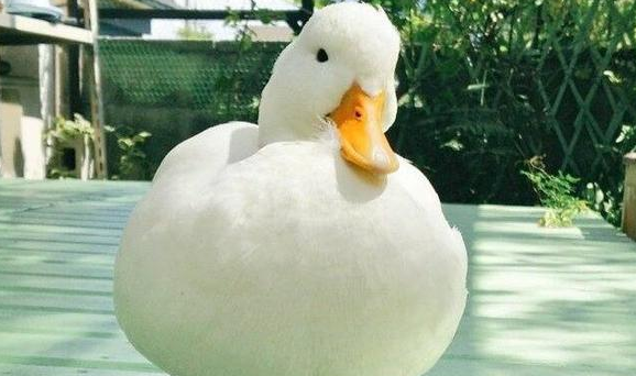 鸭子记仇的表现