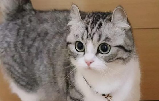 日本网友家的小奶猫，因为颜值太高，成为新晋“表情包”