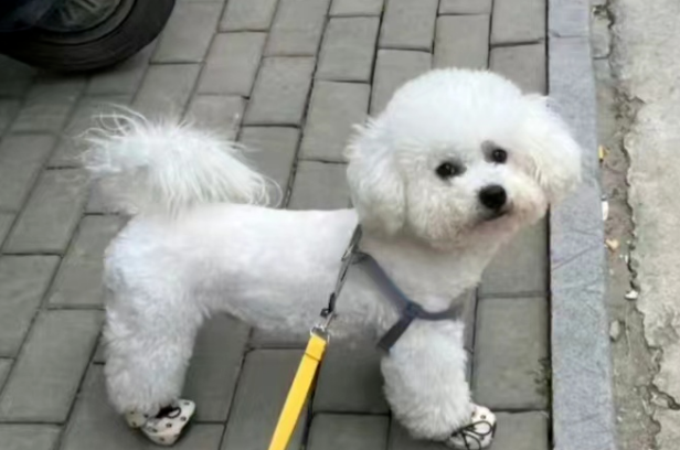 比熊犬随主人回村过年，画面太美不敢看