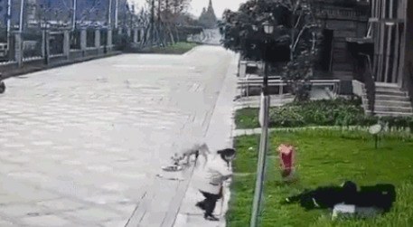 判决书里的狗咬人事件:大型犬拴绳出门也担责 判决书里的狗咬人事件:大型犬拴绳出门也担责