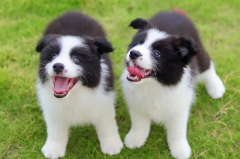 边牧一般多少钱一只幼犬
