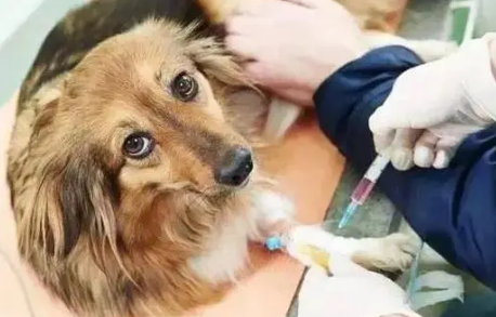 犬瘟打血清抗体能不能治好