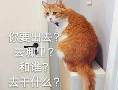 猫咪有时间观念吗？说不定比你还守时呢！
