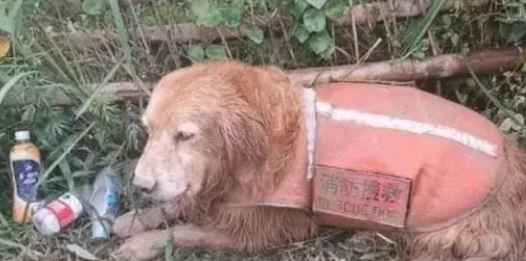 让全网心疼的搜救犬“图图”终于退役了,领养人:我等了它6年 让全网心疼的搜救犬“图图”终于退役了,领养人:我等了它6年
