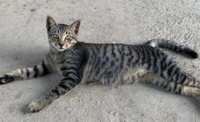 梅狸猫是什么品种猫 梅狸猫是什么品种猫