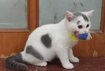 净梵猫多少钱一只