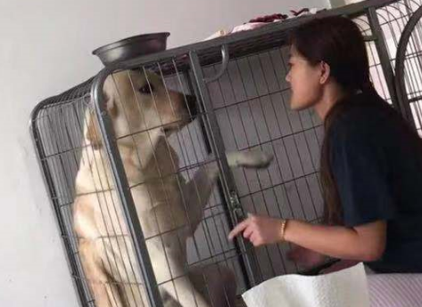 狗犯错被主人逼到笼子角落,等它靠过来心都软化了 狗犯错被主人逼到笼子角落,等它靠过来心都软化了