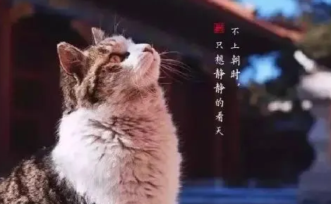 史上最得“宠爱”的“猫”妃,猫咪日日侍君王,死后还入“金棺” 史上最得“宠爱”的“猫”妃,猫咪日日侍君王,死后还入“金棺”