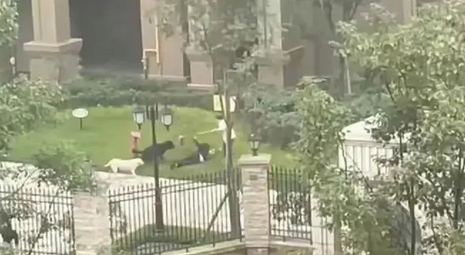 成都狗咬女童事件，白狗主人已道歉，黑狗被控制，主人疑似是女生