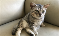 侏儒猫多少钱一只