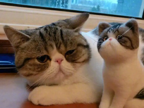 猫咪年龄大换算,你家猫主子多大啦? 猫咪年龄大换算,你家猫主子多大啦?