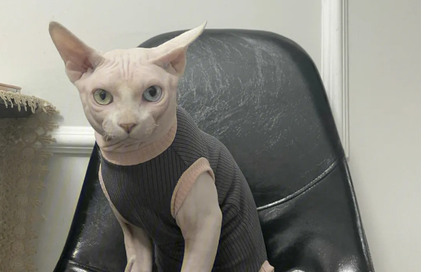 比鲁斯和斯芬克斯猫区别