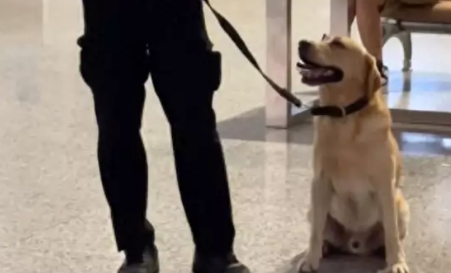 警犬执勤时憋不住拉粑粑,满脸羞愧,网友:带薪拉屎! 警犬执勤时憋不住拉粑粑,满脸羞愧,网友:带薪拉屎!