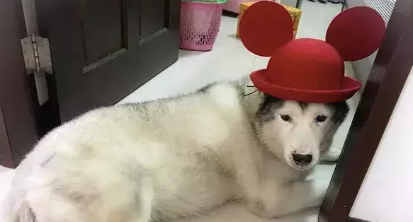 因为心疼爱犬，妹子每天都会背着32kg的哈士奇奶奶去散步