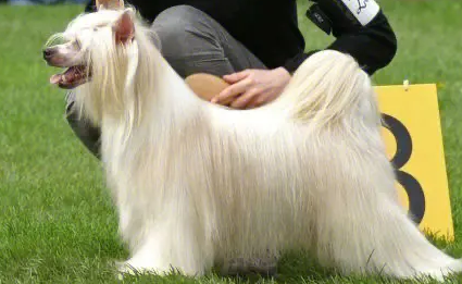 冠毛犬怎么饲养 注意饮食饲养起来并不难 冠毛犬怎么饲养 注意饮食饲养起来并不难