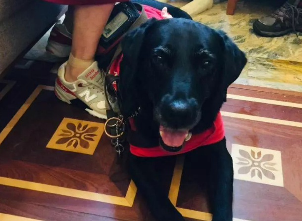 上海第一条导盲犬11岁了!聪明到令人吃惊:除了不会说话,啥都知道 上海第一条导盲犬11岁了!聪明到令人吃惊:除了不会说话,啥都知道