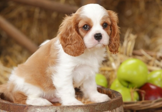 查理王小猎犬乱叫吗