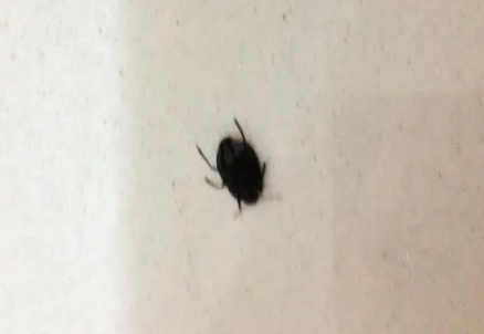 会吸血的小黑虫 会吸血的小黑虫