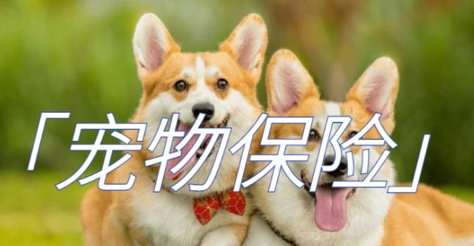 保单量增长超22%！韩国宠物保险市场已达288亿韩元