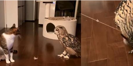 猫头鹰盯着逗猫棒玩耍，表情和猫一模一样，你还说你们不是亲戚？