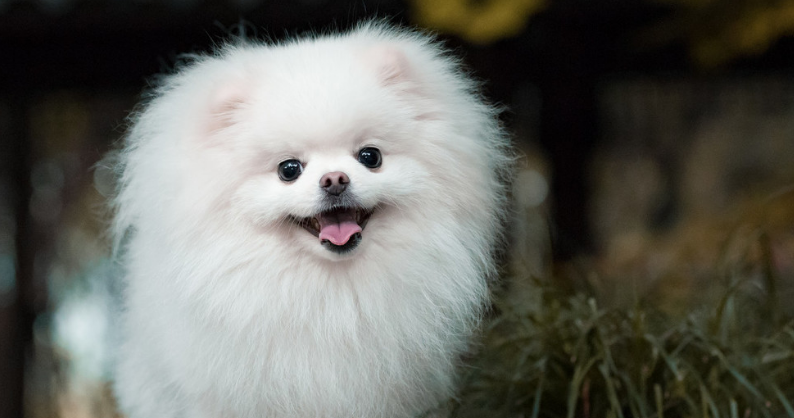 小型博美犬多少钱 小型博美犬多少钱