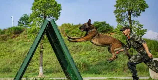 战斗力满满!一组酷图带你看军犬专业训练 战斗力满满!一组酷图带你看军犬专业训练