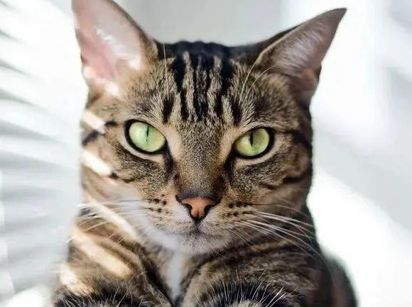 梅狸猫是狸花猫吗 梅狸猫是狸花猫吗