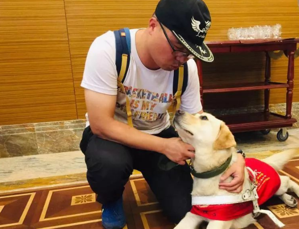 上海第一条导盲犬11岁了!聪明到令人吃惊:除了不会说话,啥都知道 上海第一条导盲犬11岁了!聪明到令人吃惊:除了不会说话,啥都知道