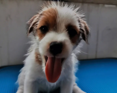 杰克罗素梗是小型犬嘛 杰克罗素梗是小型犬嘛