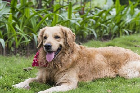 南京神犬“小七”火了:捡了一部手机,救了一条人命