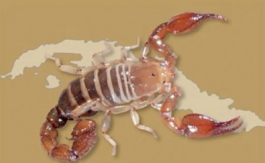 宠物蝎子饲养 宠物蝎子需要注意湿温度 宠物蝎子饲养 宠物蝎子需要注意湿温度