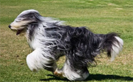 真正的长须牧羊犬图片
