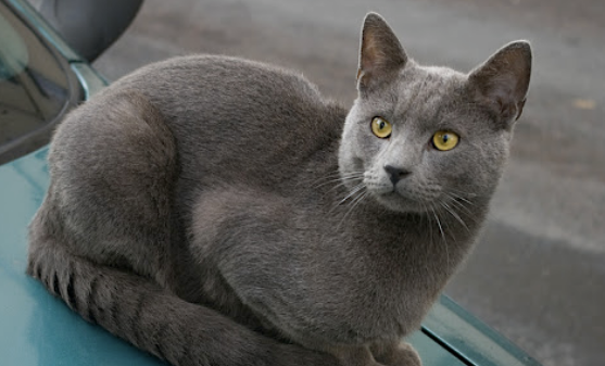 夏特尔蓝猫多少钱一只-夏特尔蓝猫多少钱一只幼崽 夏特尔蓝猫多少钱一只-夏特尔蓝猫多少钱一只幼崽