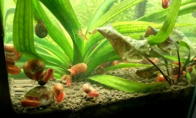 苹果螺吃水草吗