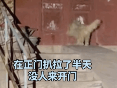 狗子浪完进不去家哐哐挠门，漆都扒拉掉了也没人…网友：给孩子配把钥匙！