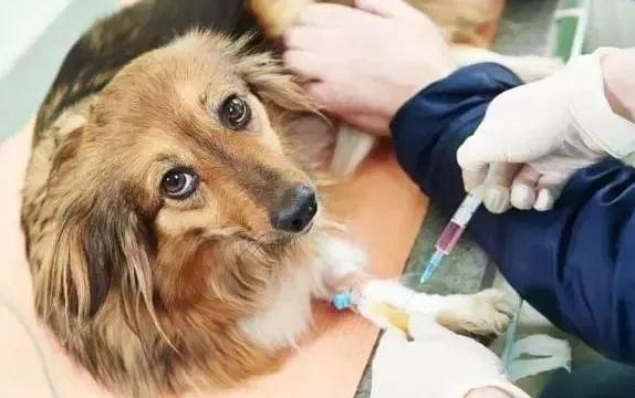 犬瘟熬过多少天产生自身抗体