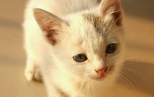 今天虐猫明天打你！遇见这样的男人就赶紧掰了吧！