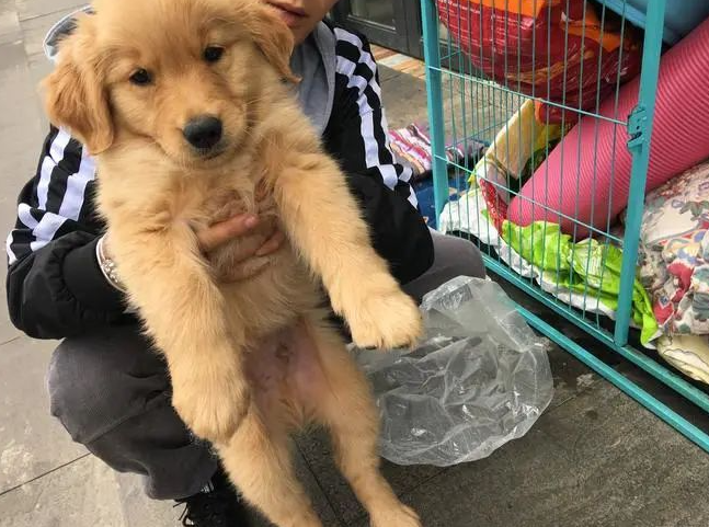 你可能不知道,狗狗很讨厌去宠物店 你可能不知道,狗狗很讨厌去宠物店