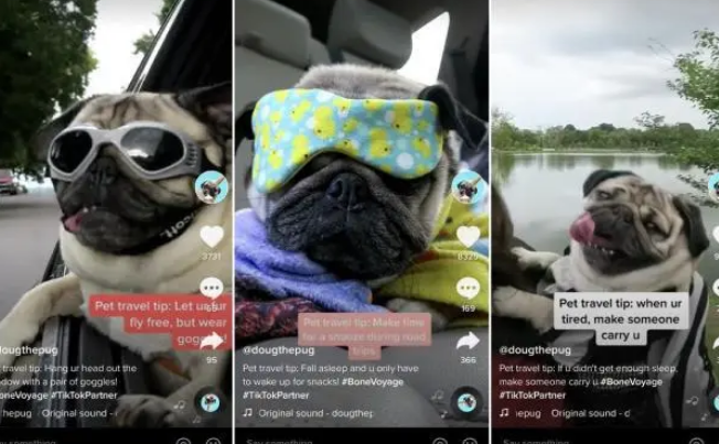 出门主人背，兜风戴墨镜，网红巴哥犬蠢萌示范“宠物旅行指南”