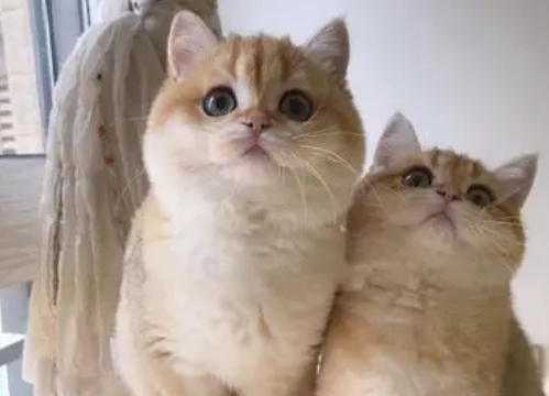 金渐层和布偶猫串串图