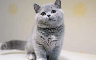 蓝猫属于英短还是美短猫