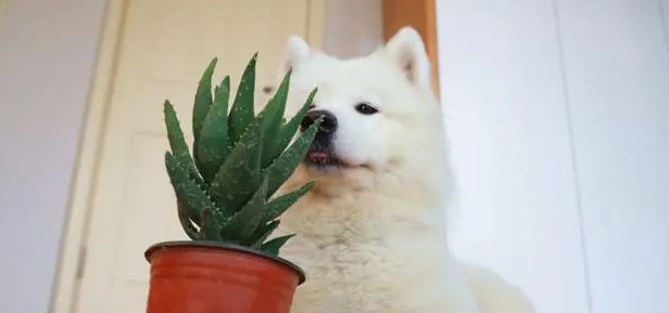 芦荟可以治哪些皮肤病