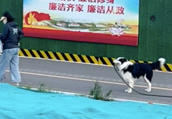 牵引绳掉地上了主人没发觉,边牧叼着追上却被无视 牵引绳掉地上了主人没发觉,边牧叼着追上却被无视