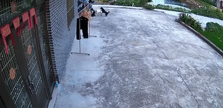 邻家狗子咬伤自家爱犬,谁来担责?法院这样判! 邻家狗子咬伤自家爱犬,谁来担责?法院这样判!