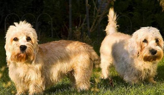 丹迪丁蒙梗多少钱 最古雅别致的宠物犬