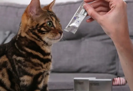 唯派特猫用益生菌膏怎么样 唯派特猫用益生菌膏怎么样