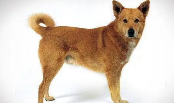 卡南犬的日常护理 该犬毛发易清洗 卡南犬的日常护理 该犬毛发易清洗
