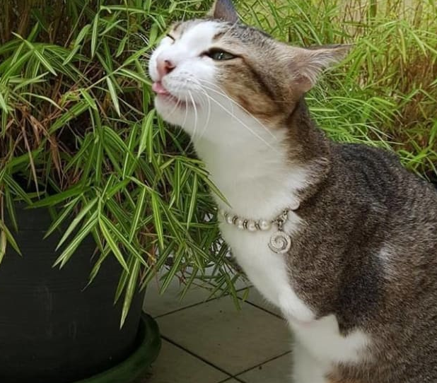 失去双腿也可以傲娇活下去……暴龙猫蹦蹦跳全身萌感大升级! 失去双腿也可以傲娇活下去……暴龙猫蹦蹦跳全身萌感大升级!